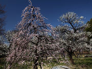 oF̕{sy̐Xق̔~̓eʐ^1