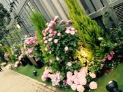 Ղ̉P̒WHE킶O[ق̓eʐ^4