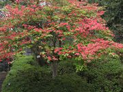 肦邳̋ASRƖ쒆R̓eʐ^2