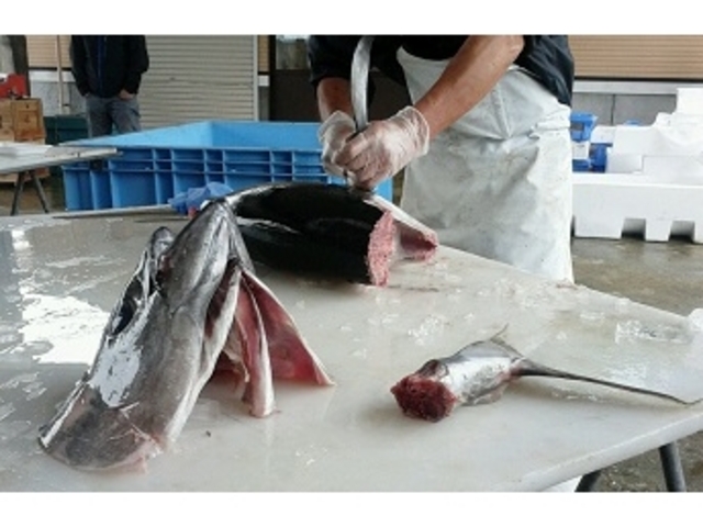 �}�O���̉�̃V���[_���Y���`