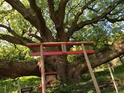 �z�m�{�[�m����̎u�X���̑��̓��e�ʐ^3