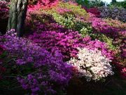 ȂIW̊}Ԃ̓eʐ^4