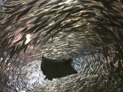 yukiyukỉ֎ŝفECق̓eʐ^1