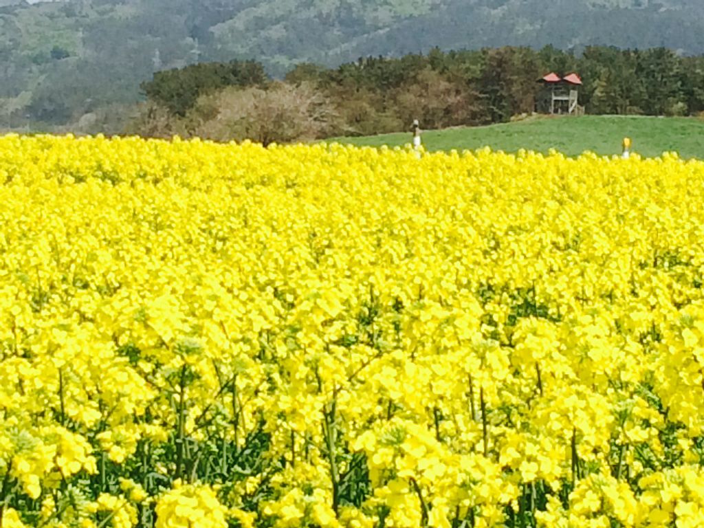 横浜町 菜の花畑 アクセス 営業時間 料金情報 じゃらんnet