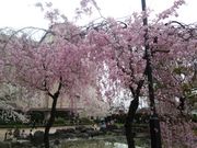 YOSHI����̒��������̓��e�ʐ^1