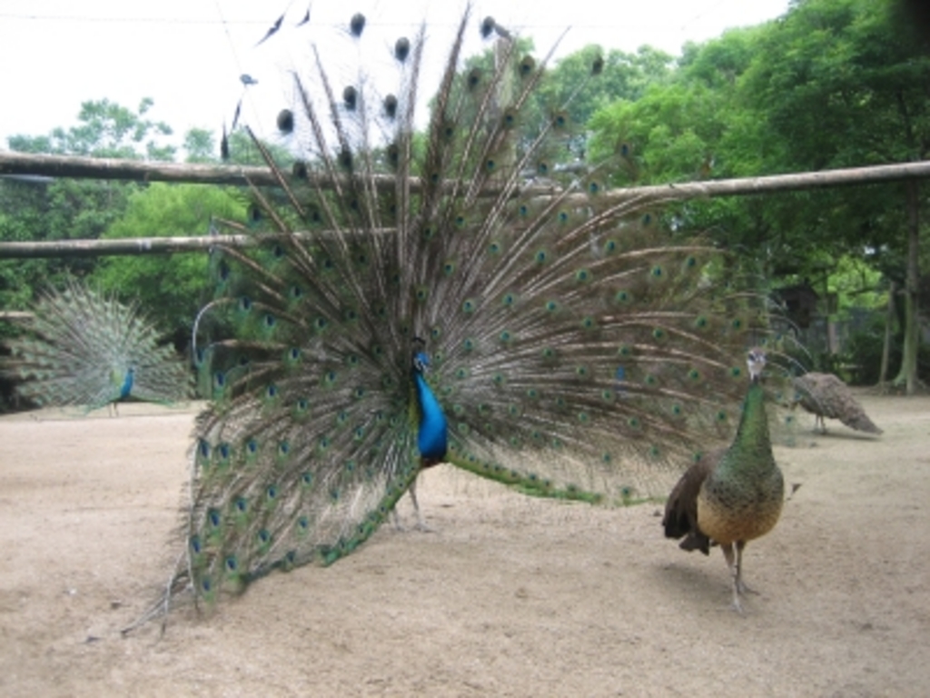 福岡の動物園 植物園ランキングtop10 じゃらんnet