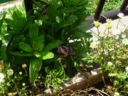 kurenai����̊֍�C���ق̓��e�ʐ^1