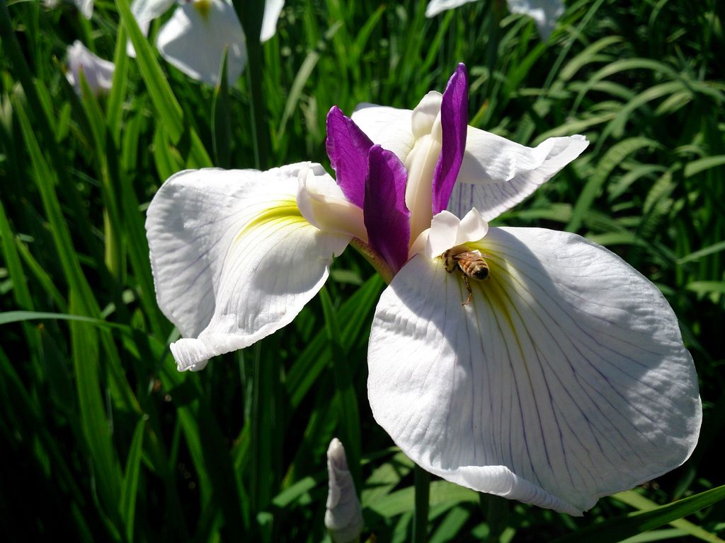 染谷花しょうぶ園 アクセス 営業時間 料金情報 じゃらんnet