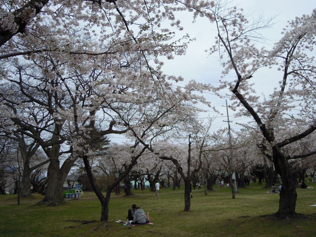 北海道の桜 芝桜の名所27選 桜の開花見頃予想も 春のお花見に じゃらんニュース