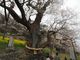 矢牛さんのひょうたん桜への投稿写真4
