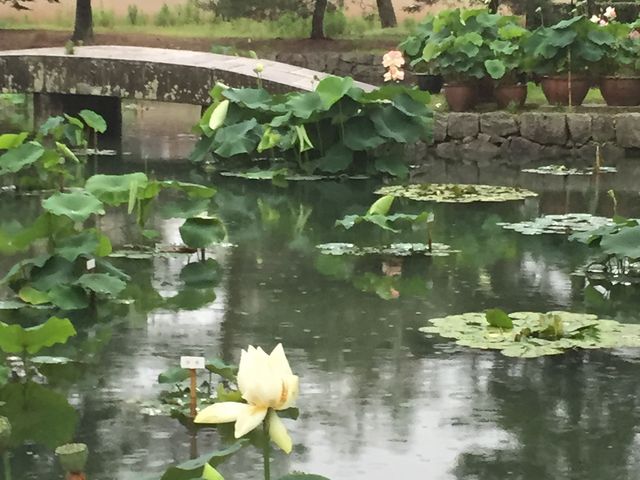 �J�̒��A�@�̉Ԃ��J���n�߂Ă��܂����B_������