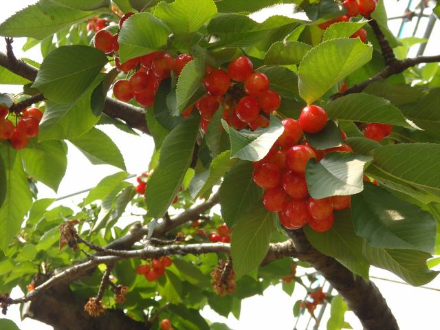 �������ځA�����ς������Ă��܂�_�ʎ��̗��@���c�_��