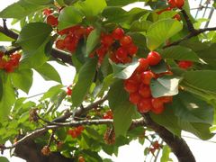 炳̉ʎ̗@c_ւ̓eʐ^1