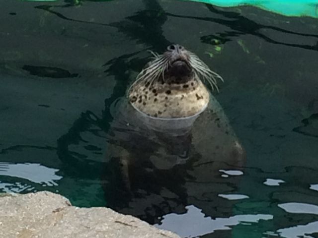 ���s������