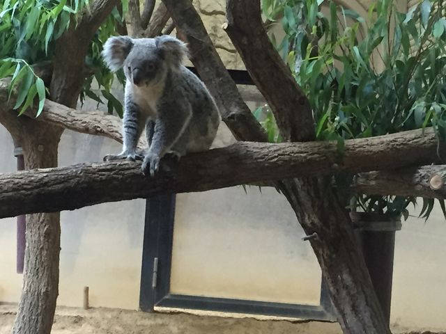 �R�A����������Ă܂����B_���R���A����