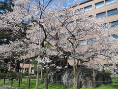 石割桜 油彩画・油絵 ei112-Ishiwarisakura-Morioka-