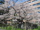 ばびさんの石割桜の投稿写真1