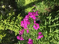 񂳂ȍ oN CObV K[fւ̓eʐ^1