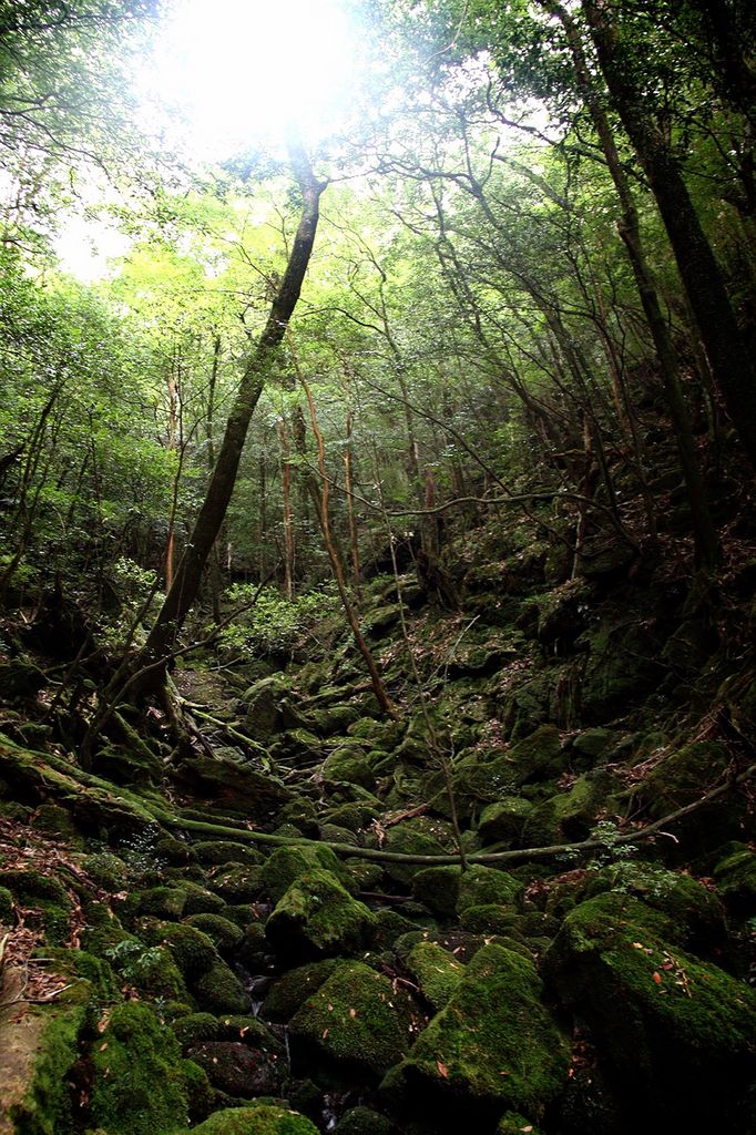 屋久島