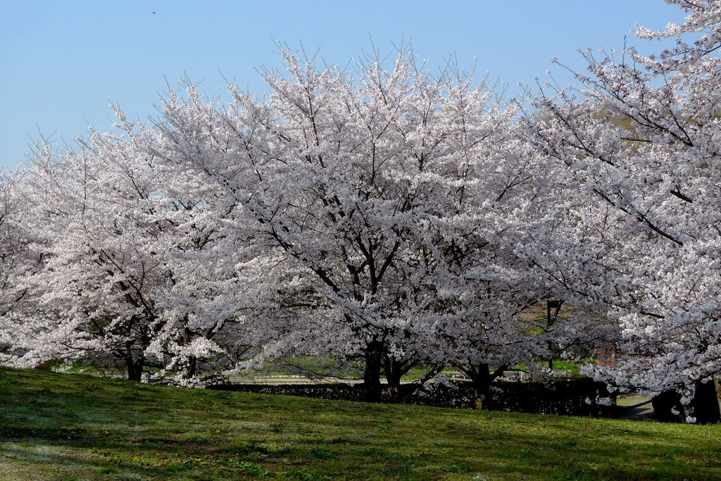 香芝駅周辺の公園 庭園ランキングtop10 じゃらんnet