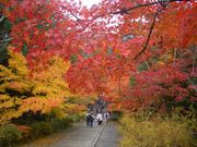 michiru̓񑸉@̓eʐ^1