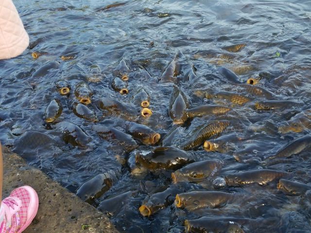 ��̂������_�Ȗ،��Ȃ����퐅�V��