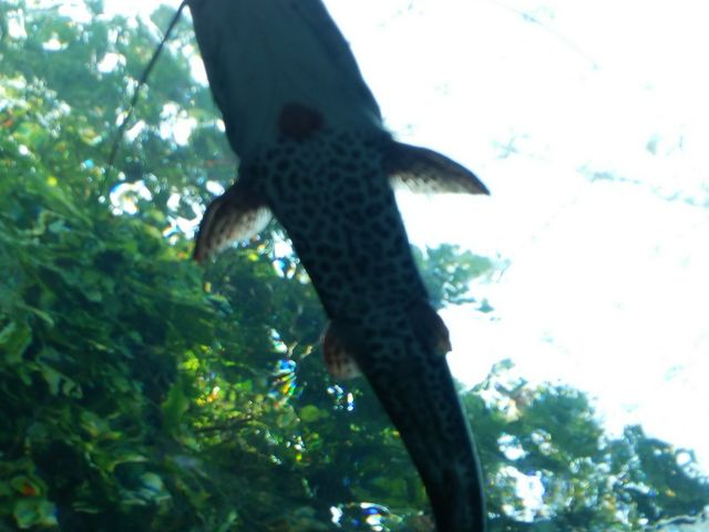 �`���[�u�^��������̂Ȃ܂�_�Ȗ،��Ȃ����퐅�V��