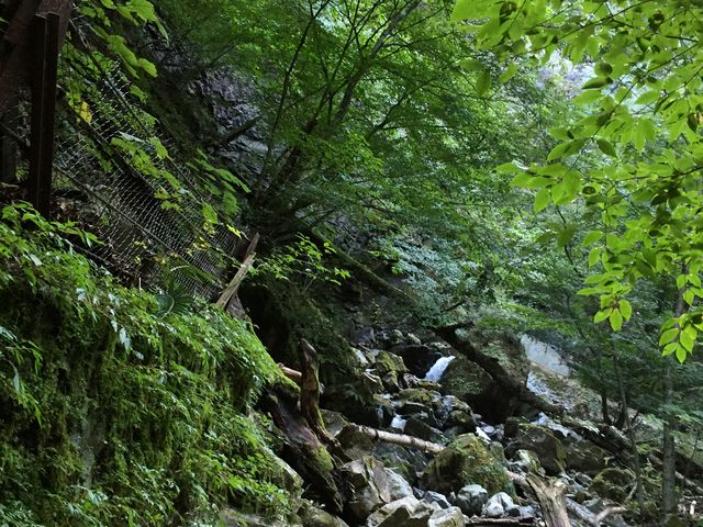 ������ɍs���܂ł̓��͖؂Ɉ͂܂�A�O�i�Ƀt�B�g���`�b�h�𗁂тȂ�������܂�_�����̑�