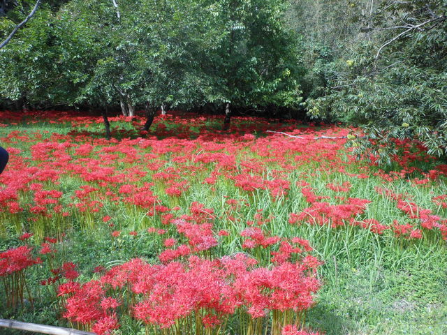 Gh̒҂̃qKoiQn̓eʐ^2