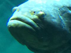 子連れでの葛西臨海水族園の見どころタマカイ