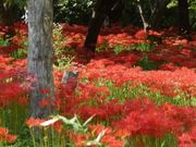 Gh̒҂̃qKoiQn̓eʐ^1