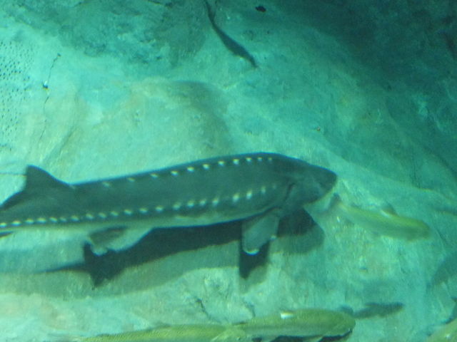 �T�P�̂ӂ邳�Ɛ�ΐ�����