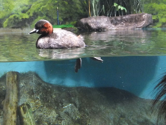 �T�P�̂ӂ邳�Ɛ�ΐ�����