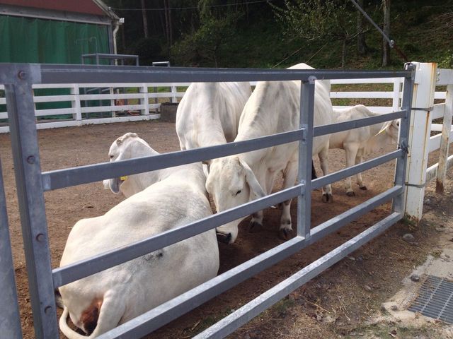 ��t���@���_�̂���