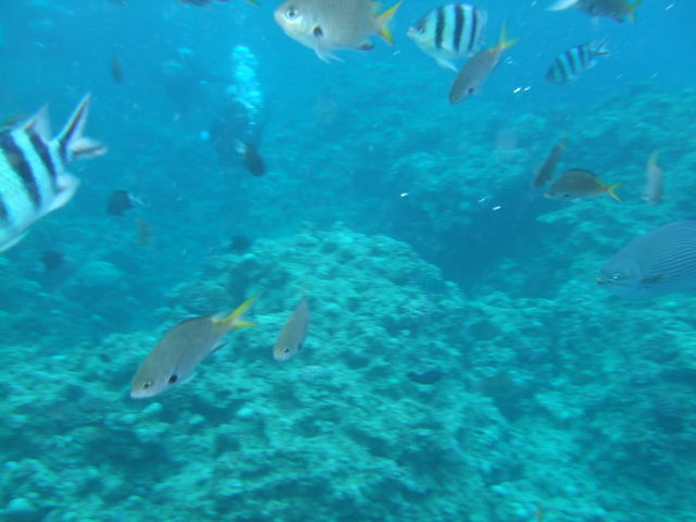 �C�̒�_�u���[�I�[�V����