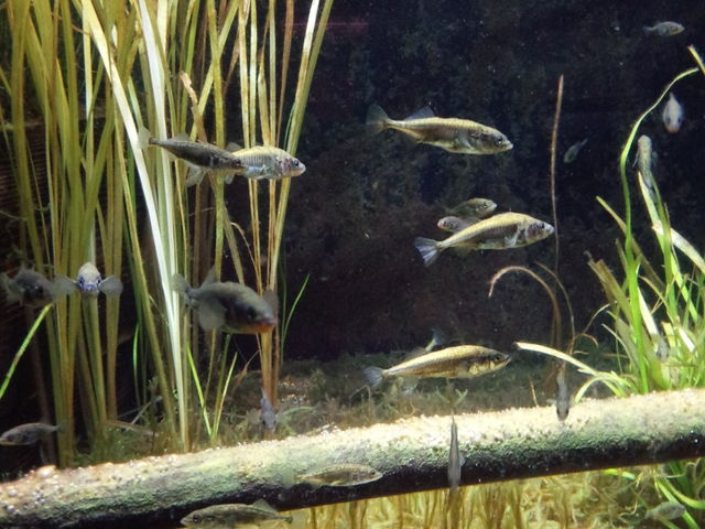 �������C�ł�_�A�N�A�}�������Ȃ킵��J���Z�~������