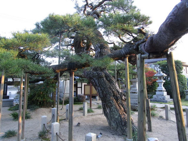 花嫁のれん　庭　灯篭　山　松 愛媛：ハートに火をつけて＜松山・竹灯籠＞：地域ニュース : 読売新聞