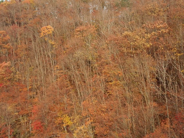 �Y��ł�����_���Ð�k�J