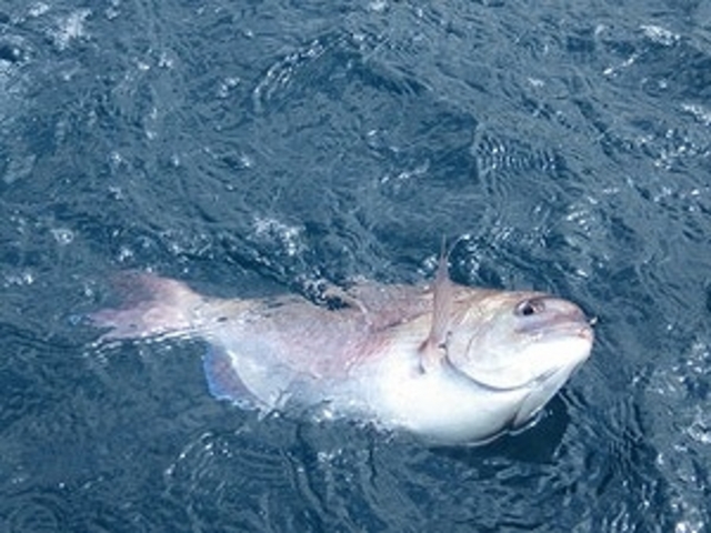 �L�^�[�[�[�b_�C��ޖx�@���ނ�̓��C