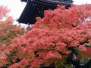 Ԃ񂿂񂳂̐^@i^Ɋyj̓eʐ^1