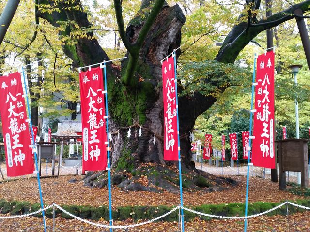 トップ 駒つなぎのケヤキ