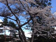 gogoNEWS����̐����R�����̓��e�ʐ^1