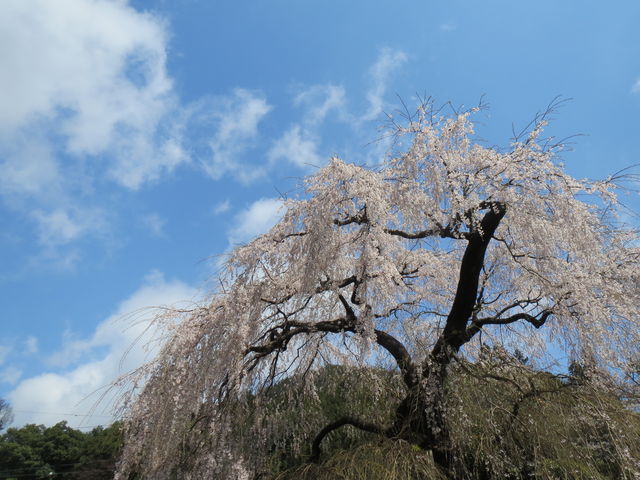 �܂�����񂳂�̜[�������^������̓��e�ʐ^1