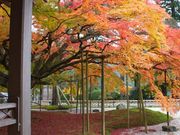 ɂႤ˂̗R@߉@̓eʐ^1