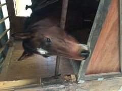 wataridoritarouTANIMOTO HORSE RANCHւ̓eʐ^1