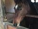 wataridoritarouさんのTANIMOTO HORSE RANCHの投稿写真1