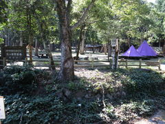 いわぴいさんの宮島包ヶ浦自然公園キャンプ場への投稿写真1
