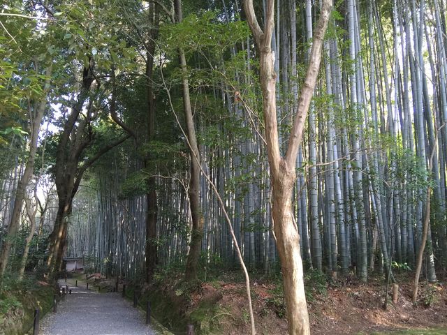 地蔵院(竹の寺)
