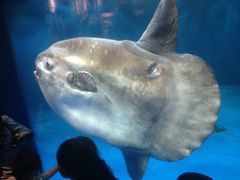 lilieeeng̐䂤݂̓mقւ̓eʐ^1