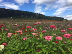 えんがる公園の日本最大級のコスモスは圧巻 太陽の丘えんがる公園 虹のひろば の口コミ じゃらんnet